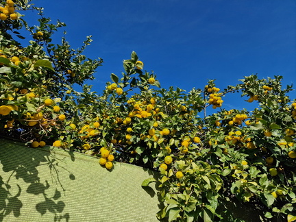 AJ 3 Lemons in the hills over Nerja Malaga 