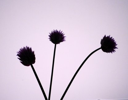 Brian - Chives