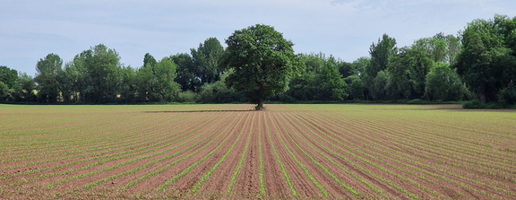 Field in Aldford Chester