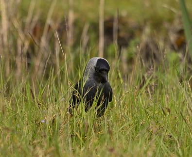 IH - Jackdaw with attitude 