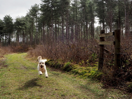SteveB, Fun in the woods