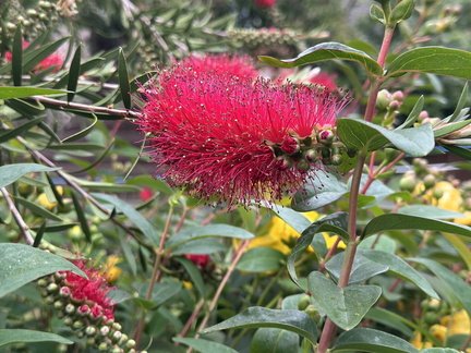 RoseM - Bottlebrush (Favourite Plant) (no prize)
