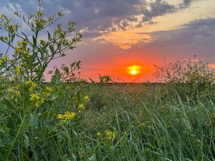 RoseM - Marshside Sunset (Local Sunset) (3rd)