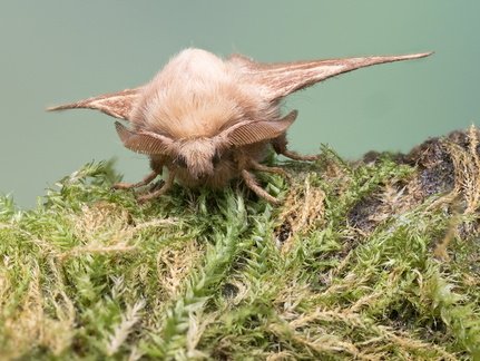 John P Hairy Moth