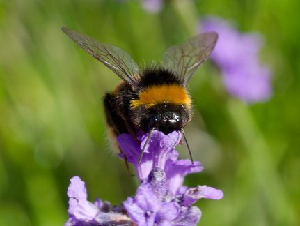 John P Bumble Bee