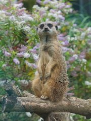 John P Meerkat at Pili Pallas
