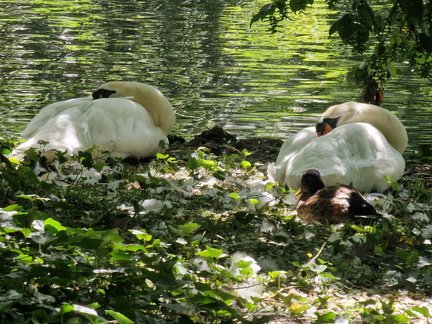 AJ 3 Swans asleep by the water 