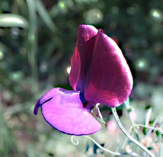 Brian - Sweet Pea