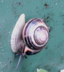 Brian - Snail