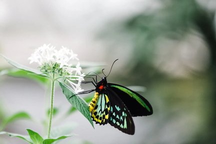 202608 Nature
