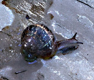 Brian-Snail