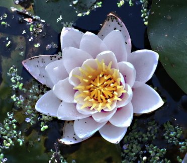 Brian-Waterlily