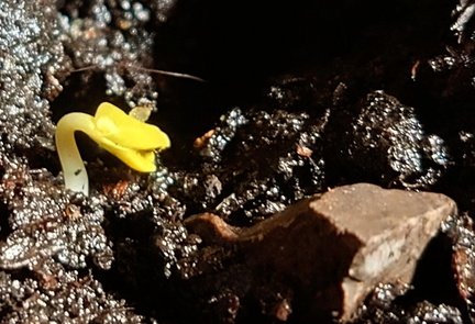 Alany after months of drought the hollyhock seeds come alive.....