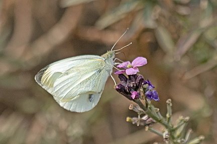 Nature Pamela Jackson 4 Small White 2