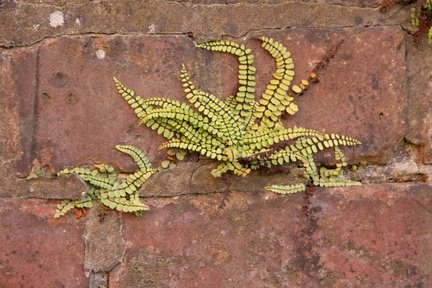 Nature Pamela Jackson 5 maidenhair spleenwort