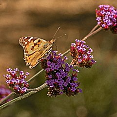 Nature Pamela  Jackson 2 painted lady