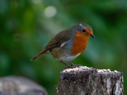 Paul -Robin#1 again