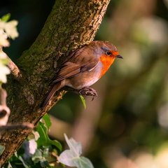Paul - Robin #1