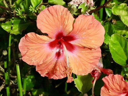 Madeira - 4