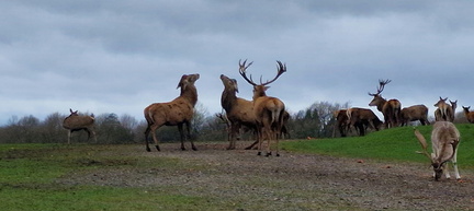 Two Deer sparing up ! , Tatton Park 13-March-2024